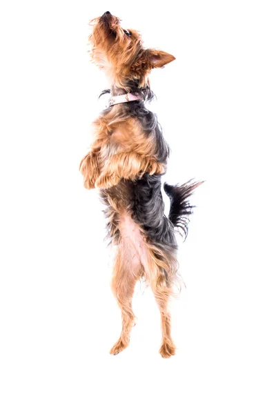 Agiler kleiner yorkie oder yorkshire terrier — Stockfoto