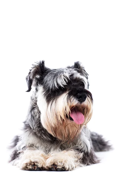 Portrait of a schnauzer lying down — Stock Photo, Image