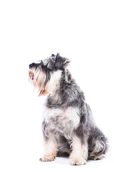 Seduto schnauzer cane — Foto Stock