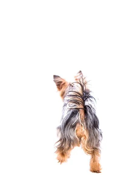 Achteraanzicht van een speelse yorkie — Stockfoto