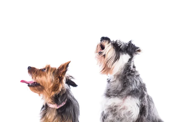 Two dogs looking up into the air — Stock Photo, Image