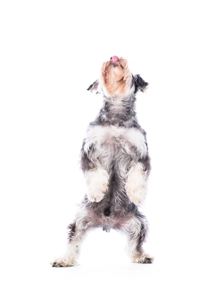 Schnauzer ile mükemmel bir denge