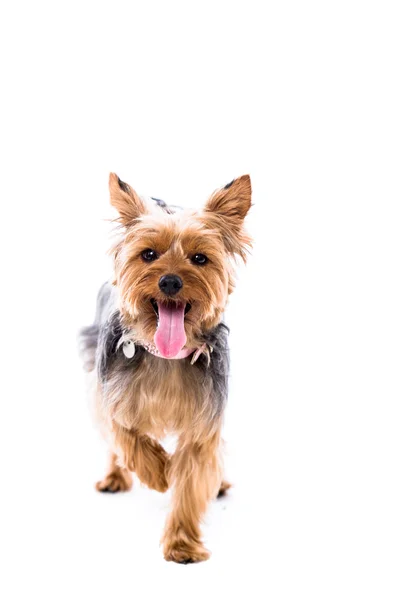 Alert little Yorkie standing facing the camera — Stock Photo, Image