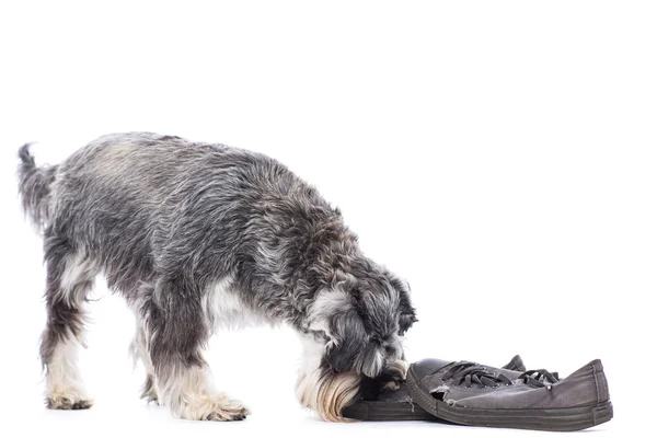 Schnauzer investigando um par de sapatos — Fotografia de Stock