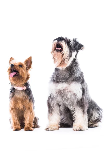 Yorkie and schnauzer looking at blank copyspace — Stock Photo, Image