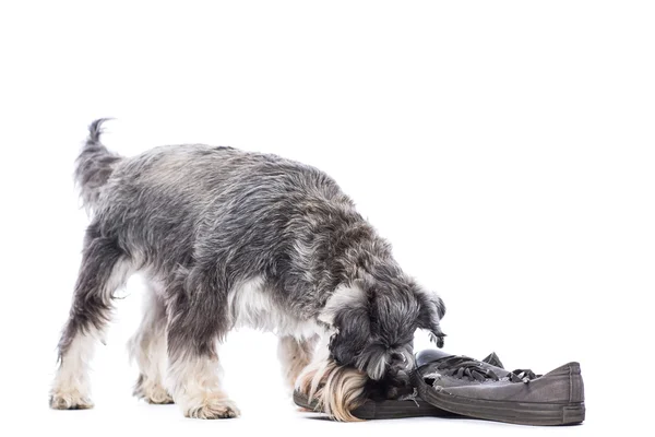 Schnauzer chewing on a pair of shoes — Stock Photo, Image