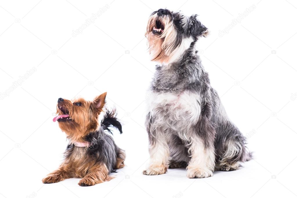 Chiens Levant Vers Blanc Fond Blanc Photographie