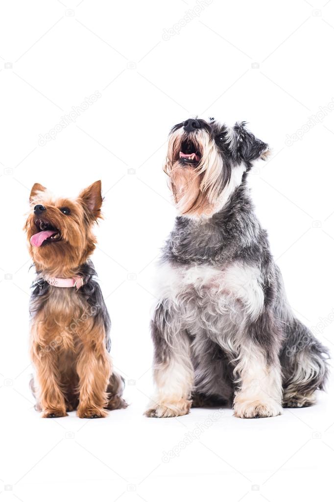 Yorkie and schnauzer looking at blank copyspace