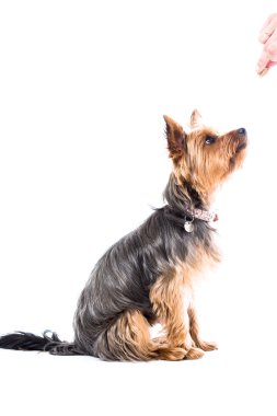 jonge mooie winter vrouw