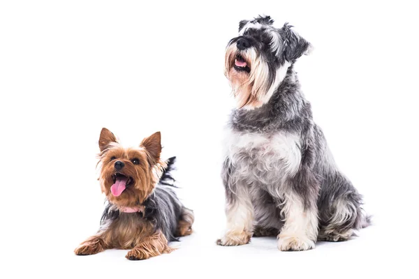 Dois cães obedientes sentados para comandar — Fotografia de Stock