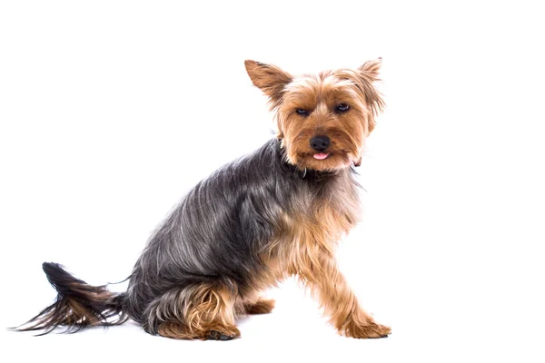 Śliczny yorkshire terrier na biały — Zdjęcie stockowe