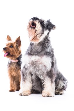 iki sevimli itaatkar köpekler