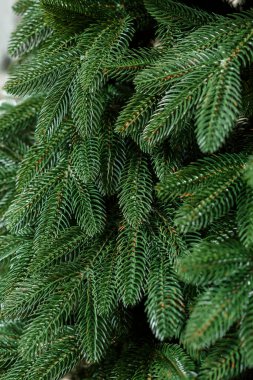 Oyuncaksız Noel ağacı. İyi yeni yıl ruhu. Yeşil bir Noel ağacının dalları