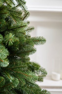 Oyuncaksız Noel ağacı. İyi yeni yıl ruhu. Yeşil bir Noel ağacının dalları