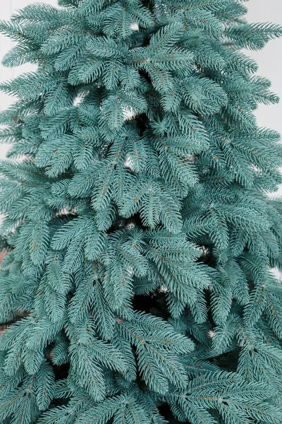 Close Kerstboom Zonder Speelgoed Goede Nieuwjaarssfeer Groene Takken Van Kerstboom — Stockfoto