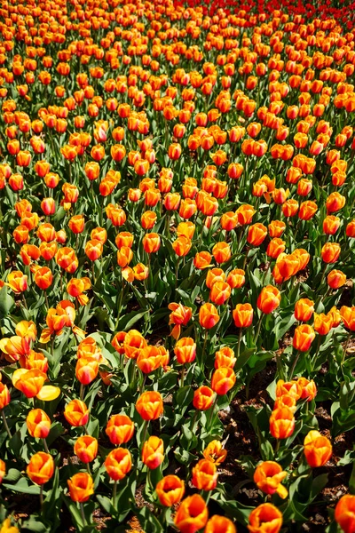 Fundo Floral Primavera Símbolo Dos Países Baixos Tulipas Jardim Paisagem — Fotografia de Stock