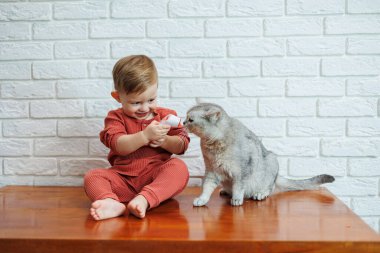 2 yaşındaki küçük bir çocuk, temassız termometresi olan bir kedinin sıcaklığını ölçer.