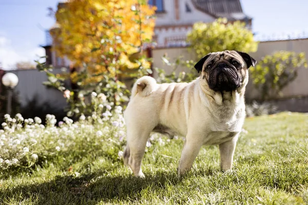 A young beautiful dog of the pug breed walks on the street and runs along the green grass — Stock Photo, Image