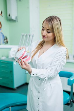 Başarılı bir dişçi doktoru ellerinde tutuyor ve çenesinin plastik örneğine bakıyor. Beyaz önlüklü bir dişçi dişçisinde duruyor.