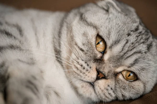 一种漂亮的灰色大型苏格兰折叠猫或苏格兰折叠猫 宠物猫爱玩 — 图库照片