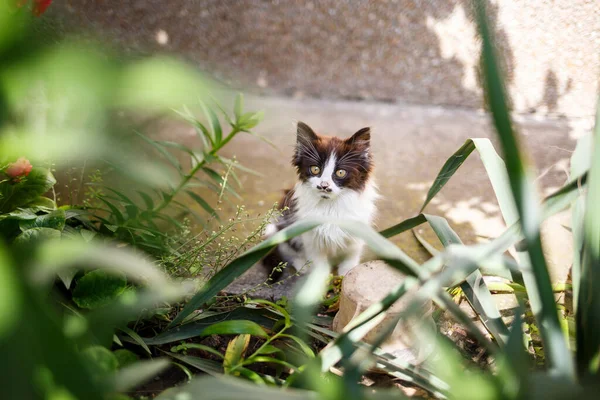 Espaços Verdes Nos Quais Gatos Domésticos Estão Folhas Verdes Plantas — Fotografia de Stock