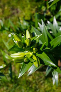 Ev dekorasyonu için yeşil alanlar. Yeşil yapraklar. Doğal canlı bitkiler