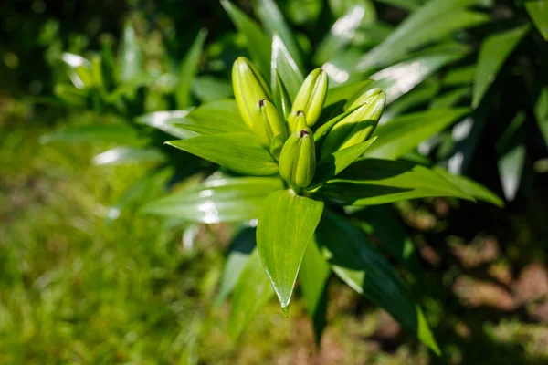 Zelené Plochy Pro Úpravu Krajiny Zelené Listy Přírodní Živé Rostliny — Stock fotografie