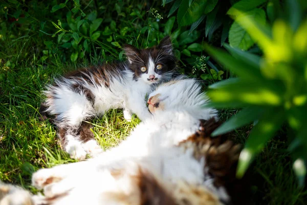 家猫栖息的绿地 天然活植物 — 图库照片
