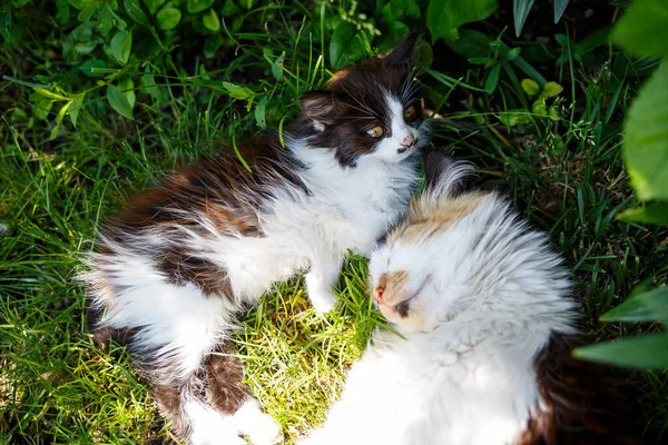 Espaços Verdes Nos Quais Gatos Domésticos Estão Folhas Verdes Plantas — Fotografia de Stock