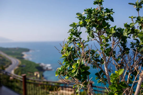 海を背景に植生のある緑の葉 緑豊かな花で植生 緑の葉の質感 新鮮な背景の概念や — ストック写真