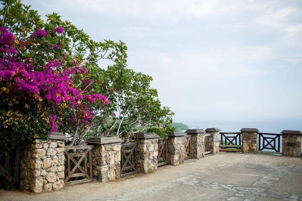 Hermosas Flores Rosadas Creciendo Los Arbustos Aire Libre — Foto de Stock