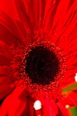 Güzel çiçekler yakın planda yaşar. Büyük yapraklı çiçekler.