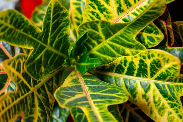 Zelené Listy Textury Zelené Rostliny Zahradě Zblízka Domácí Květináč — Stock fotografie