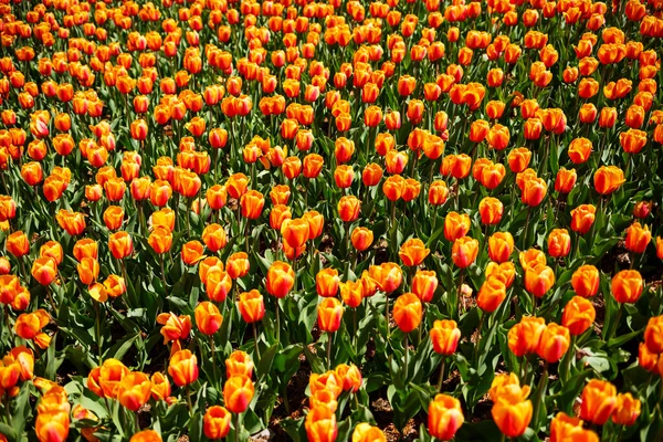 Bahar çiçeği arkaplanı. Hollanda 'nın sembolü. Bahçedeki laleler. Çiçekli büyülü bahar manzarası. Hollanda 'daki inanılmaz lale tarlası. Baharda laleler.