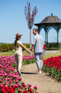 Hollanda 'daki lale tarlası, Flevoland Noordoostpolder Hollanda' daki renkli lale tarlaları Hollanda 'daki Hollanda ilkbahar manzarası, çiçek tarlasında orta yaşlı çift