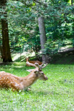 Beautiful young brown deer in the wild. Wild deer among green trees