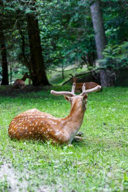 Beautiful young brown deer in the wild. Wild deer among green trees
