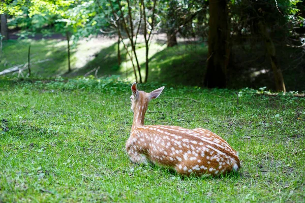 Beautiful Young Brown Deer Wild Wild Deer Green Trees — Stockfoto