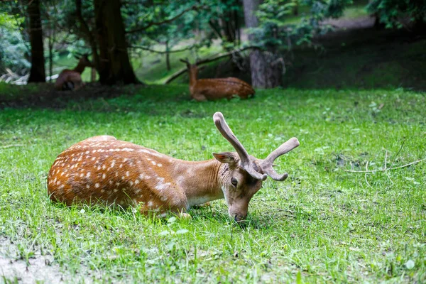 Beautiful Young Brown Deer Wild Wild Deer Green Trees — Stockfoto