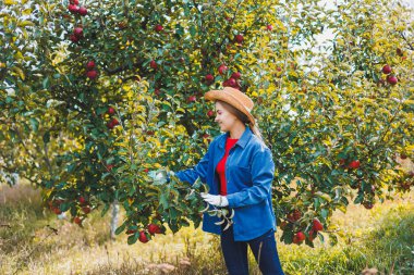 Şapkalı genç bir kadın bahçede çalışıyor ve olgun kırmızı elmalar topluyor. Bahçedeki elmaların güz hasadı.