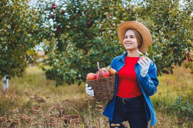 Şapkalı güzel genç bir kadın meyve bahçesindeki sepetten kırmızı elma topluyor. Organik bir bahçede elma topluyorum. Sonbahar elma toplama