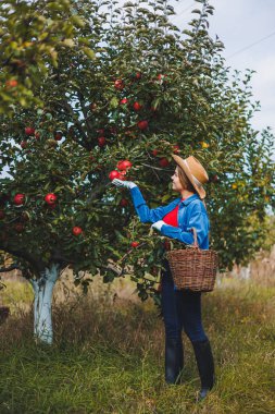 Şapkalı güzel genç bir kadın meyve bahçesindeki sepetten kırmızı elma topluyor. Organik bir bahçede elma topluyorum. Sonbahar elma toplama