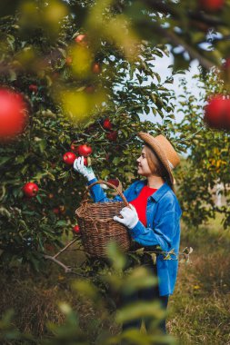 Şapkalı güzel genç bir kadın meyve bahçesindeki sepetten kırmızı elma topluyor. Organik bir bahçede elma topluyorum. Sonbahar elma toplama