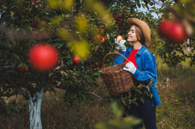Şapkalı güzel genç bir kadın meyve bahçesindeki sepetten kırmızı elma topluyor. Organik bir bahçede elma topluyorum. Sonbahar elma toplama