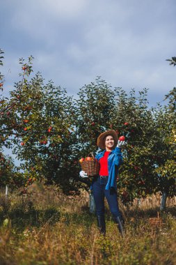 Şapkalı güzel genç bir kadın meyve bahçesindeki sepetten kırmızı elma topluyor. Organik bir bahçede elma topluyorum. Sonbahar elma toplama