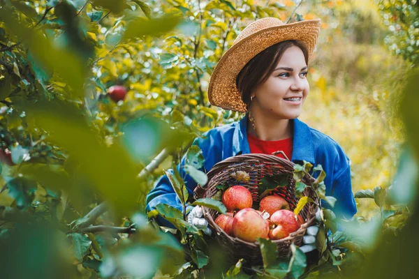 Beautiful woman in hat and shirt in autumn garden holding ripe apples in basket and smiling. A woman collects ripe apples. Harvesting apples in autumn