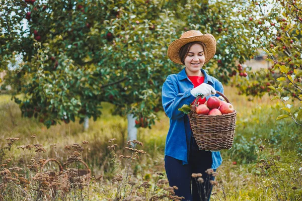 Beautiful woman in hat and shirt in autumn garden holding ripe apples in basket and smiling. A woman collects ripe apples. Harvesting apples in autumn