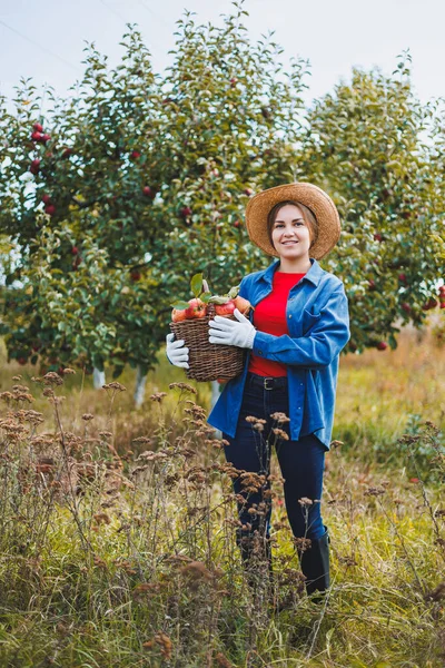 Beautiful woman in hat and shirt in autumn garden holding ripe apples in basket and smiling. A woman collects ripe apples. Harvesting apples in autumn