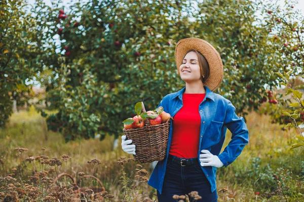 Beautiful woman in hat and shirt in autumn garden holding ripe apples in basket and smiling. A woman collects ripe apples. Harvesting apples in autumn