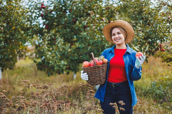 A woman collects juicy ripe apples in a wicker basket in an orchard. A woman\'s hand takes an apple from a basket. Harvesting apples in autumn